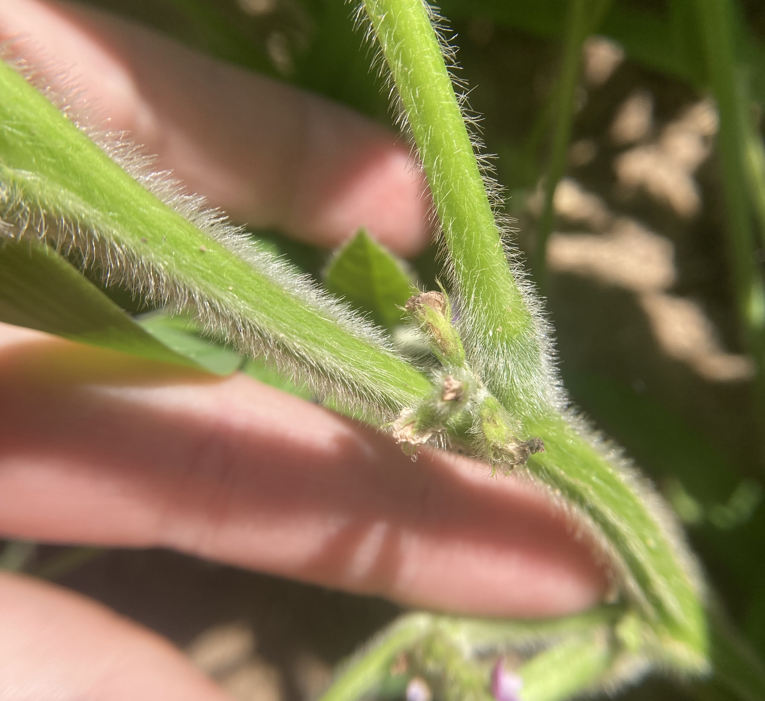 A photo of a hand holding a soybean pod. 